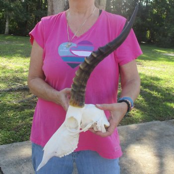 11-1/2" Male Blesbok Skull with 16" Horns - $80