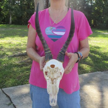 11-1/2" Male Blesbok Skull with 16" Horns - $80