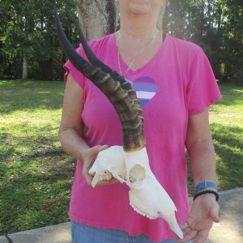 11-1/2" Male Blesbok Skull with 16" Horns - $80