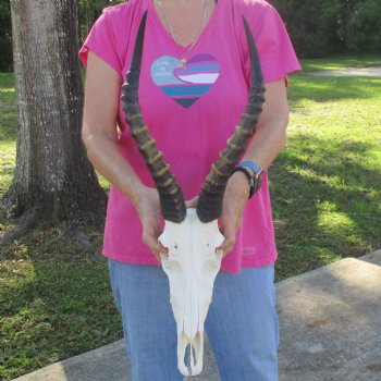 12-1/2" Male Blesbok Skull with 17" Horns - $80