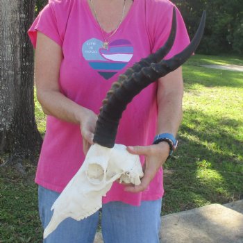 12-1/2" Male Blesbok Skull with 17" Horns - $80