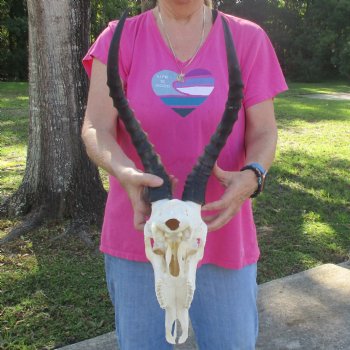 12-1/2" Male Blesbok Skull with 17" Horns - $80