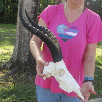 12-1/2" Male Blesbok Skull with 17" Horns - $80