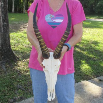 12-3/4" Male Blesbok Skull with 15" Horns - $80