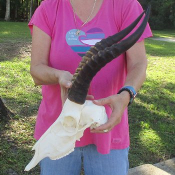 12-3/4" Male Blesbok Skull with 15" Horns - $80