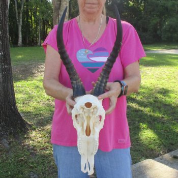 12-3/4" Male Blesbok Skull with 15" Horns - $80