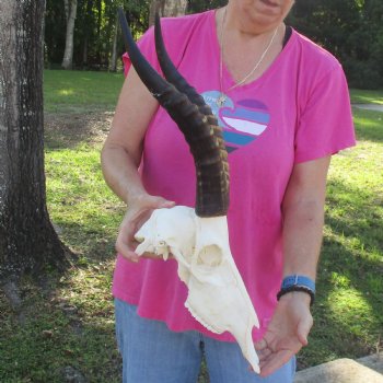 12-3/4" Male Blesbok Skull with 15" Horns - $80