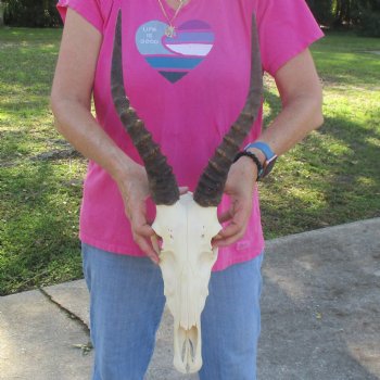 12" Male Blesbok Skull with 14-1/2" Horns - $80