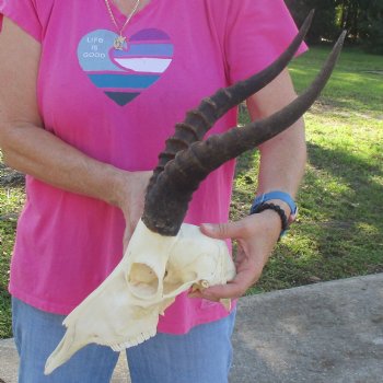 12" Male Blesbok Skull with 14-1/2" Horns - $80