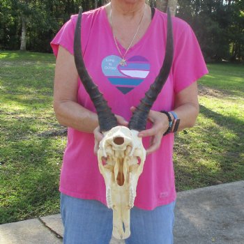 12" Male Blesbok Skull with 14-1/2" Horns - $80