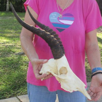 12" Male Blesbok Skull with 14-1/2" Horns - $80