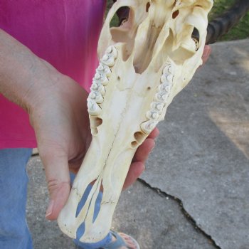 12" Male Blesbok Skull with 14-1/2" Horns - $80