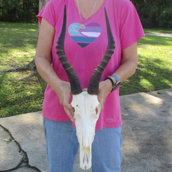 11-1/2" Male Blesbok Skull with 15-1/2" Horns - $80