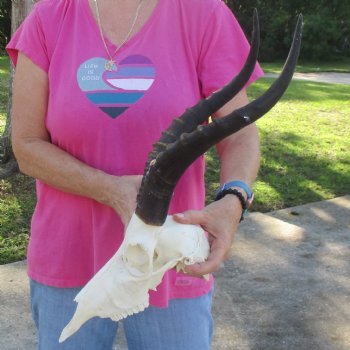 11-1/2" Male Blesbok Skull with 15-1/2" Horns - $80