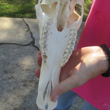 11-1/2" Male Blesbok Skull with 15-1/2" Horns - $80