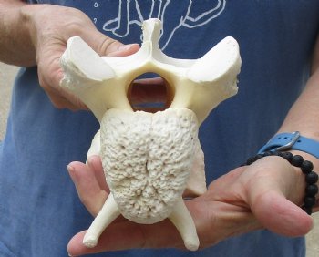 Real 8-1/2" Giraffe Neck Vertebra Bone - $45