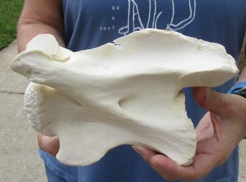 Real 8-1/2" Giraffe Neck Vertebra Bone - $45