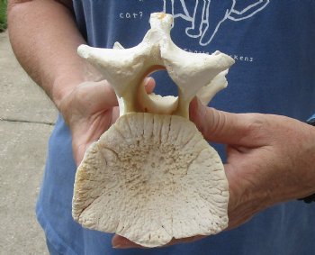 Real 8-1/2" Giraffe Neck Vertebra Bone - $45