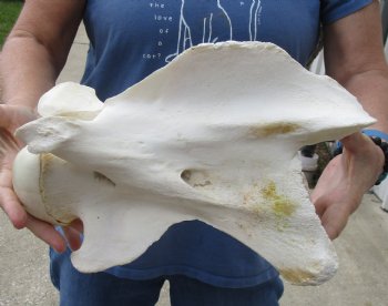 Real 12" Giraffe Neck Vertebra Bone for carving - $55