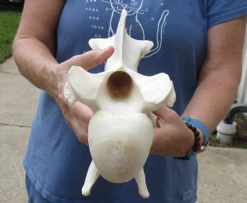 Real 12" Giraffe Neck Vertebra Bone for carving - $55