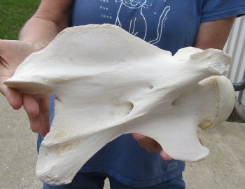 Real 12" Giraffe Neck Vertebra Bone for carving - $55