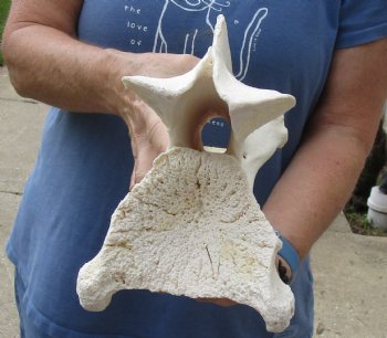 Real 12" Giraffe Neck Vertebra Bone for carving - $55