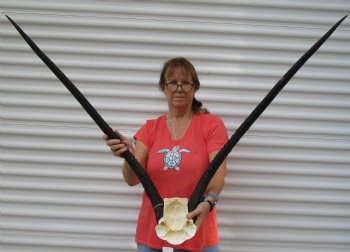 Authentic Gemsbok Skull Plate with 40 inch horns for $80