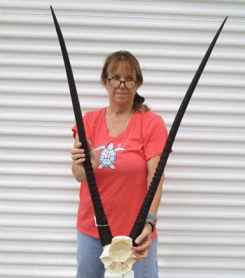 Authentic Gemsbok Skull Plate with 37 and 39 inch horns for $80