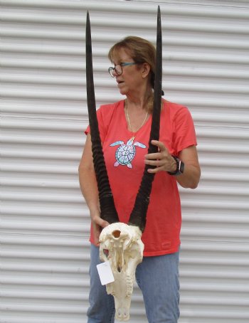 For Sale African Gemsbok Skull with 31 inch horns - $140