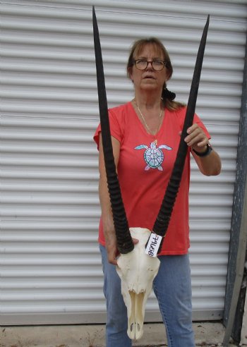 B-Grade African Gemsbok Skull with 33 inch horns - $140