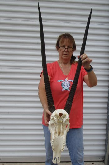 B-Grade African Gemsbok Skull with 33 inch horns - $140