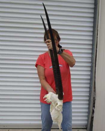 B-Grade African Gemsbok Skull with 33 inch horns - $140