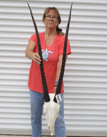 Slight B-Grade African Gemsbok Skull with 33 and 34 inch horns - $140