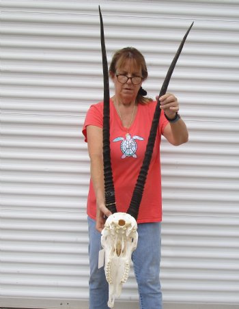 Slight B-Grade African Gemsbok Skull with 33 and 34 inch horns - $140