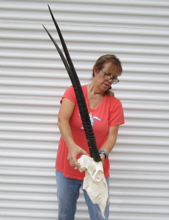 Slight B-Grade African Gemsbok Skull with 33 and 34 inch horns - $140