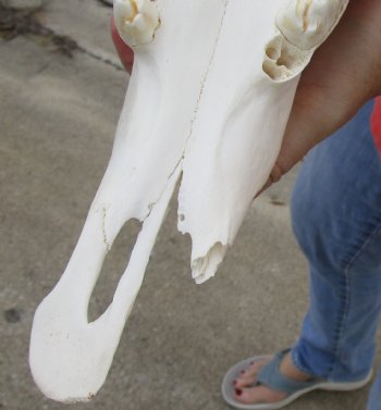 Slight B-Grade African Gemsbok Skull with 33 and 34 inch horns - $140