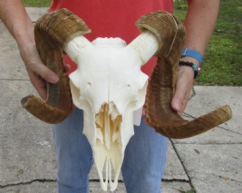 African Merino Ram/Sheep Skull with 23 inch Horns, available for purchase - $135