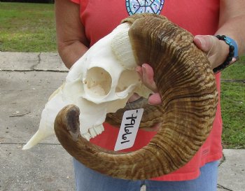 African Merino Ram/Sheep Skull with 23 inch Horns, available for purchase - $135