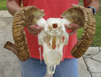 African Merino Ram/Sheep Skull with 23 inch Horns, available for purchase - $135