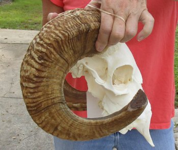 African Merino Ram/Sheep Skull with 23 inch Horns, available for purchase - $135