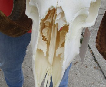 African Merino Ram/Sheep Skull with 23 inch Horns, available for purchase - $135