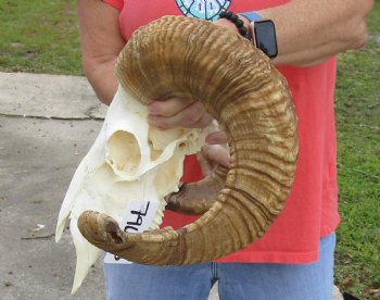 African Merino Ram/Sheep Skull with 26 inch Horns, available for purchase - $150