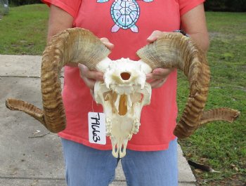 African Merino Ram/Sheep Skull with 26 inch Horns, available for purchase - $150