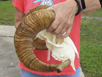 African Merino Ram/Sheep Skull with 26 inch Horns, available for purchase - $150