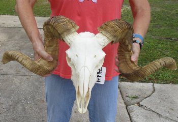 African Merino Ram/Sheep Skull with 28 inch Horns for cabin decor - $150