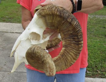 African Merino Ram/Sheep Skull with 28 inch Horns for cabin decor - $150