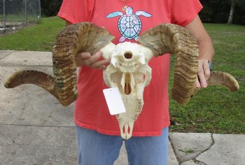 African Merino Ram/Sheep Skull with 28 inch Horns for cabin decor - $150