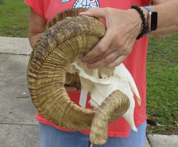 African Merino Ram/Sheep Skull with 28 inch Horns for cabin decor - $150