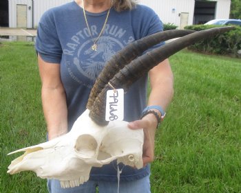 Buy this African B-Grade Female Roan Skull with 18 inch Horns for Cabin Decor for $145