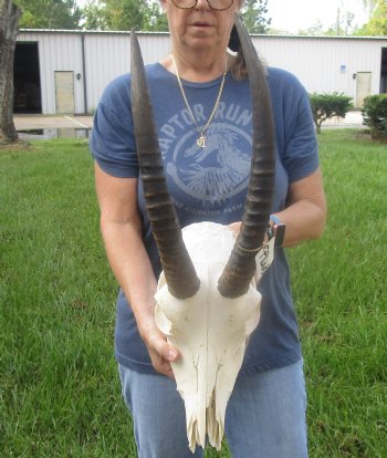 Buy this African B-Grade Female Roan Skull with 18 inch Horns for Cabin Decor for $145